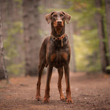 Collier martingale 1'' heavy duty