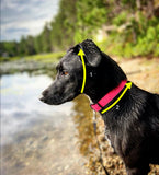 Collier martingale 1'' heavy duty