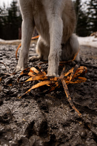 Comment nettoyer et entretenir les accessoires de votre chien ?