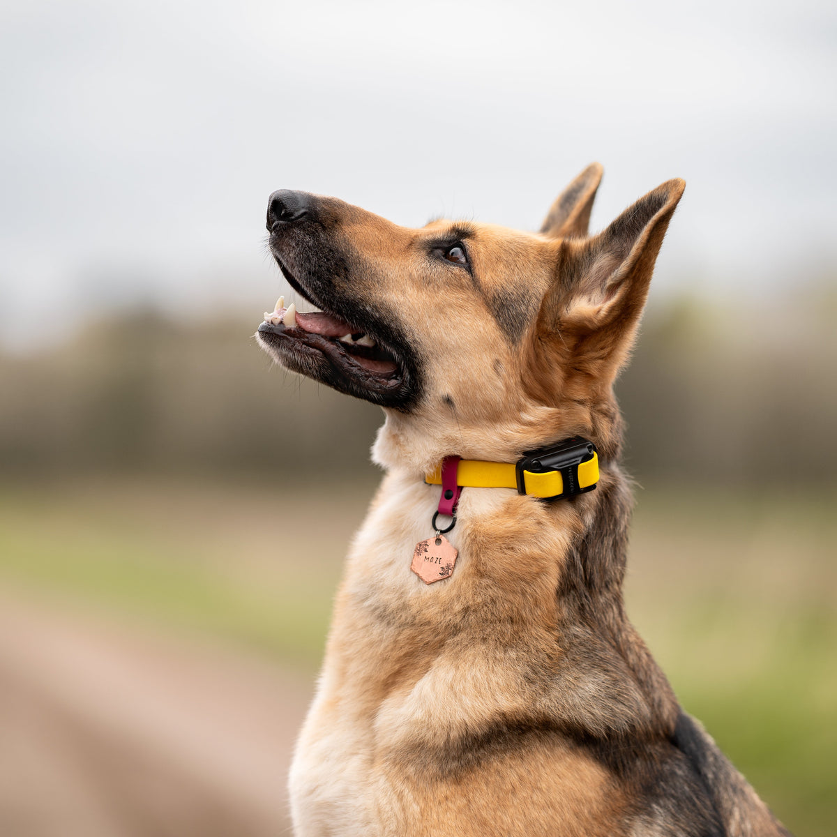 Collier 3/4'' pour e-collar en biothane standard – BioWild Collars