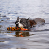 chien nageant avec un jouet flotteur