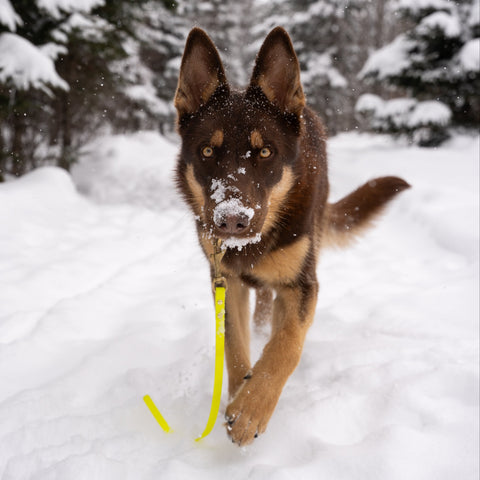 Leash 1/2'' standard biothane