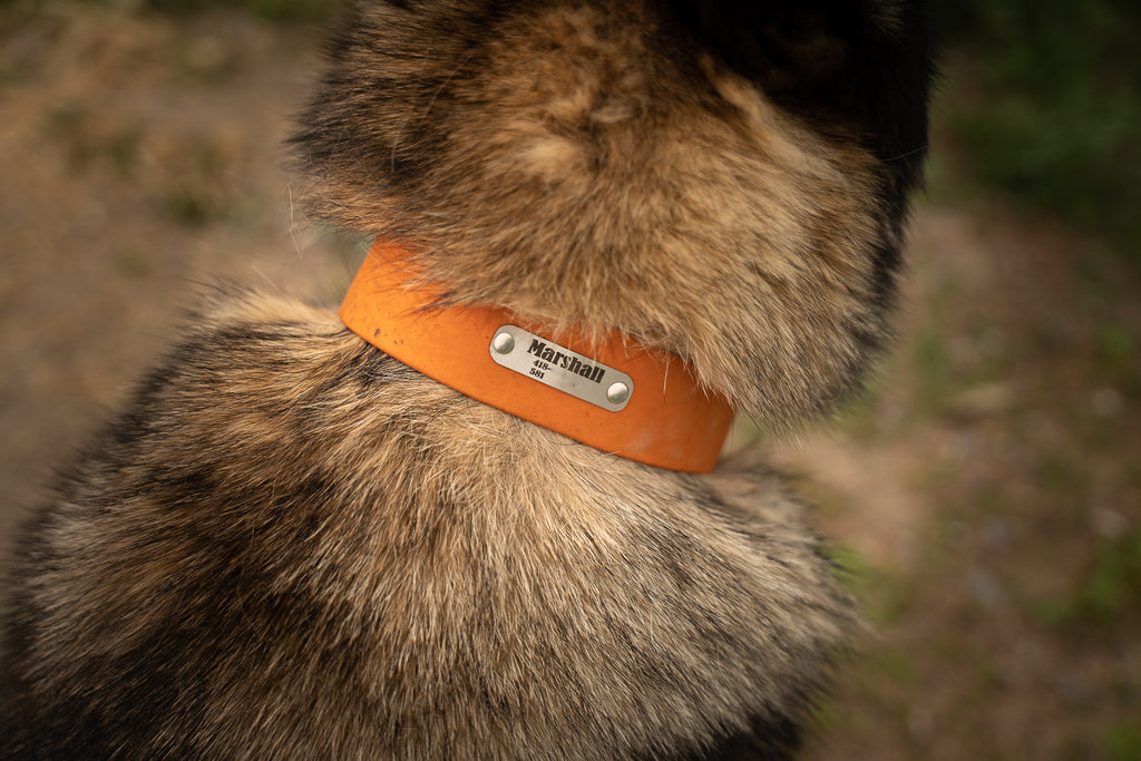 1'' hunter collar with braid heavy duty – BioWild Collars