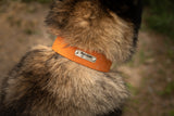 1'' hunter collar with braid heavy duty