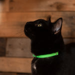 3/8'' cat collar