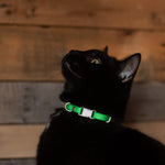 3/8'' cat collar